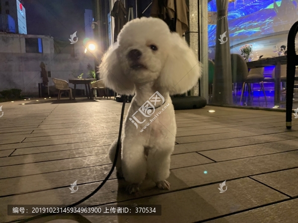 比熊犬