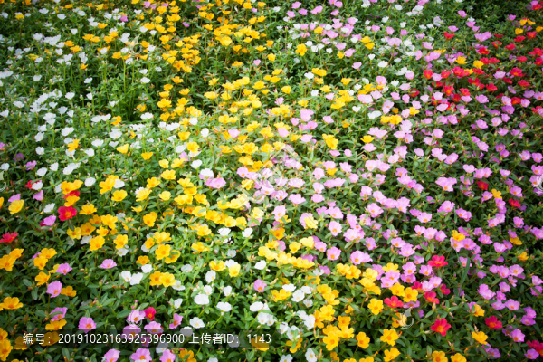 雛菊背景