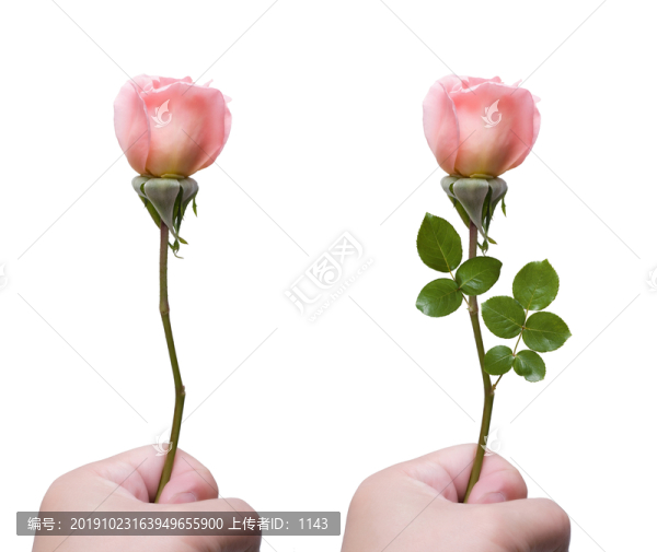 手持玫瑰花