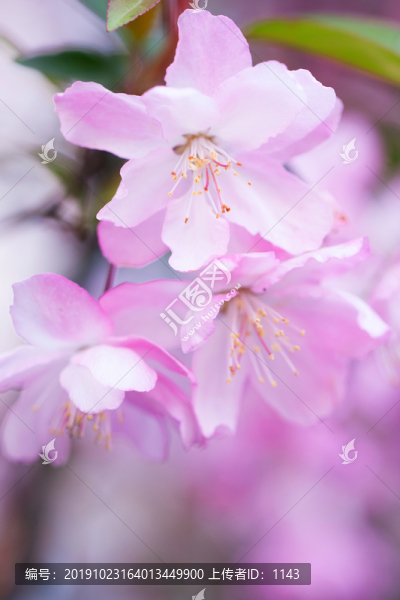 櫻花特寫
