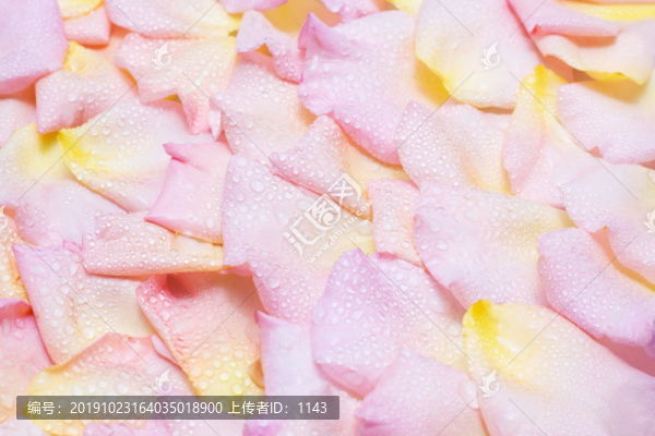 玫瑰花瓣背景