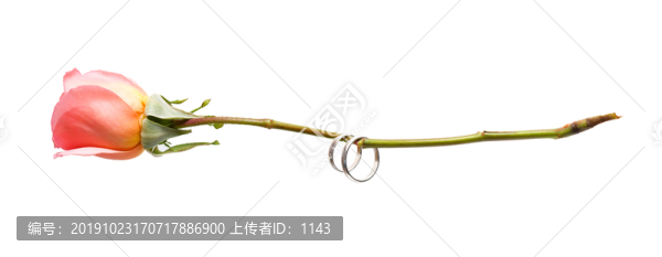 玫瑰花和對戒