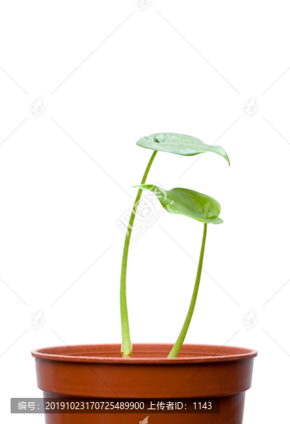 綠植盆栽