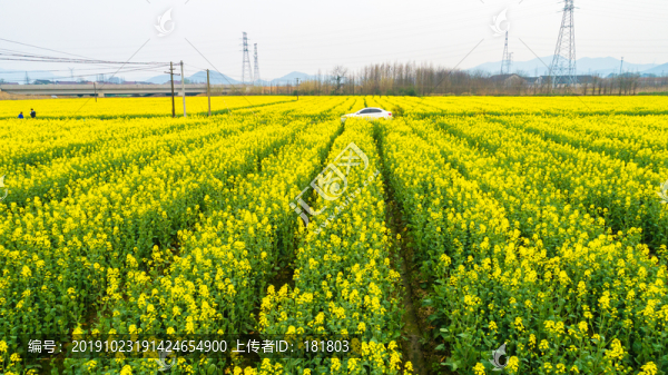 油菜花