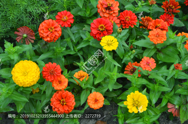 格桑花