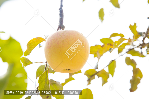 果園