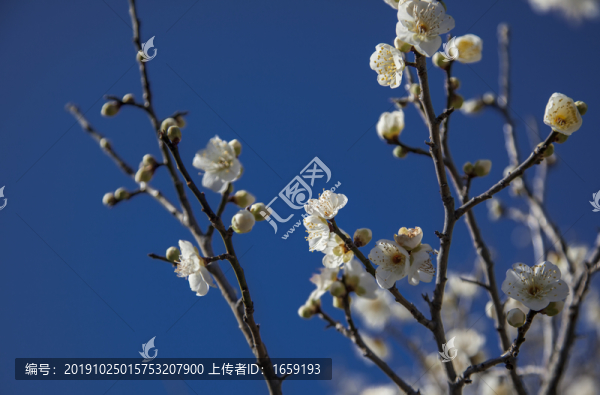 白梅花