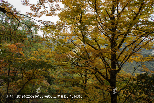 神農(nóng)架秋景