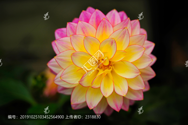 千頭菊