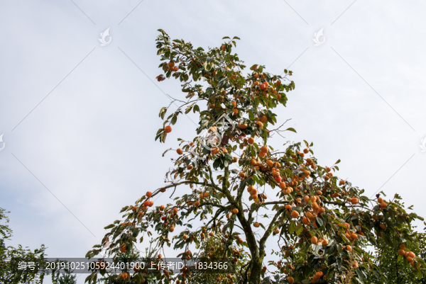 紅柿子