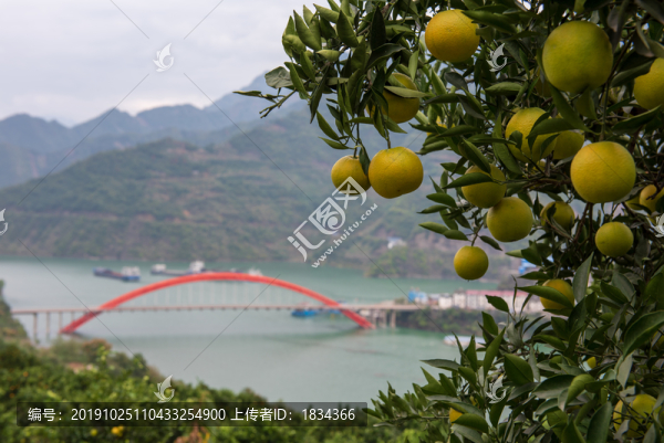 秭歸臍橙