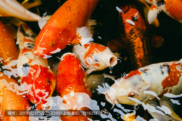 錦鯉