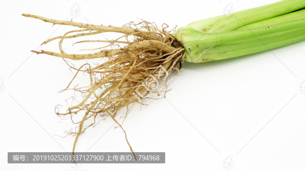 芹菜根