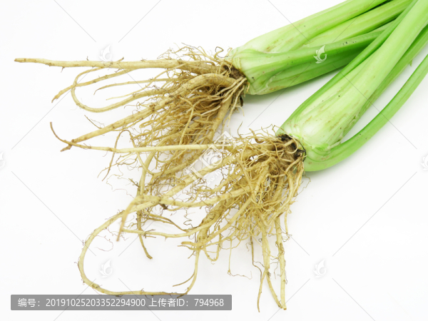 芹菜根