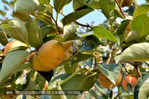 柿子樹