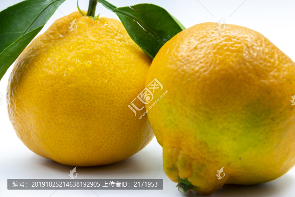 丑桔