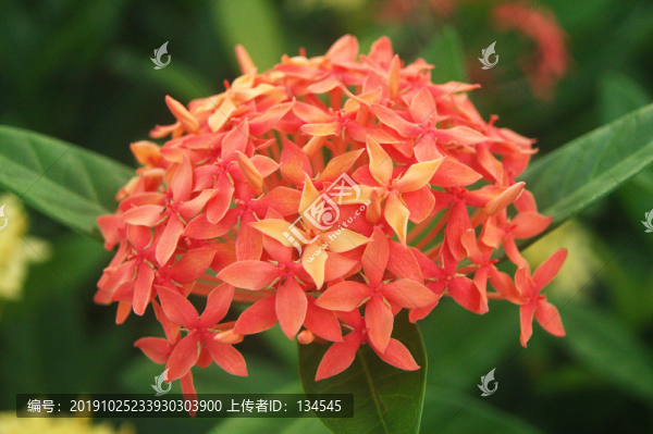 龍船花