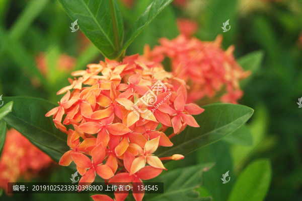 龍船花