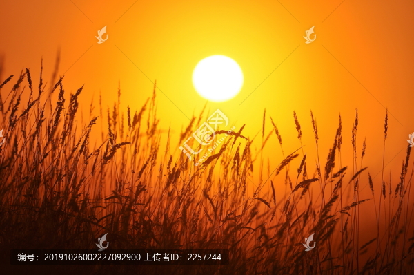 最美不過夕陽紅