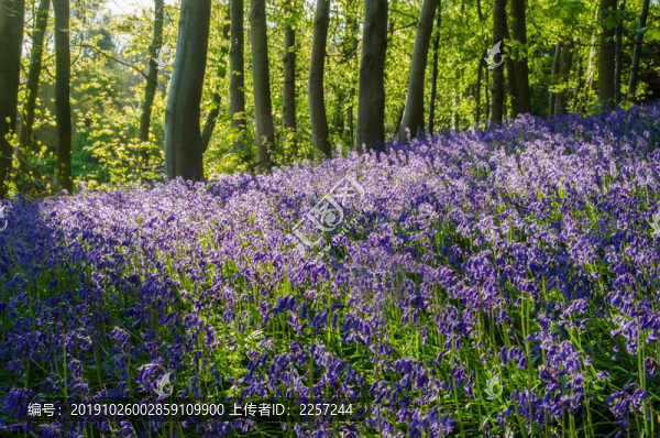 森林植被