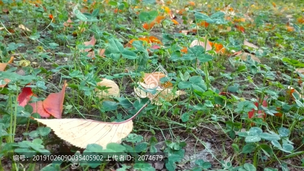落葉