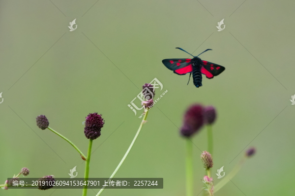 蝴蝶