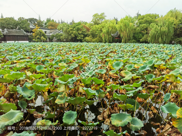 南潯古鎮(zhèn)小蓮莊荷花池秋景