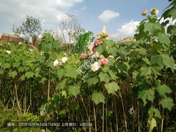 芙蓉花