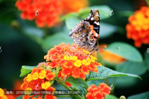 馬纓丹