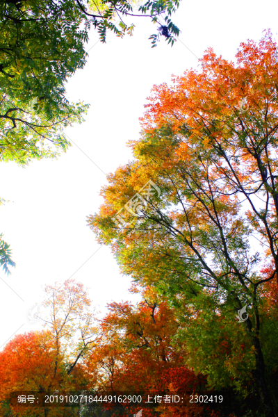 紅葉樹