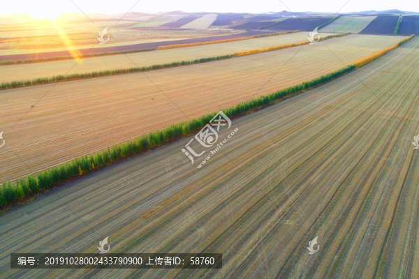 東北平原農(nóng)田防護(hù)林秋色