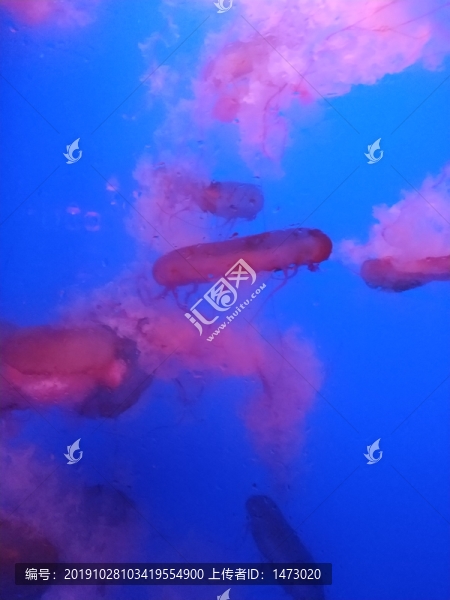 水母