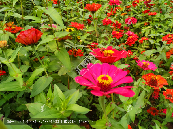百日菊