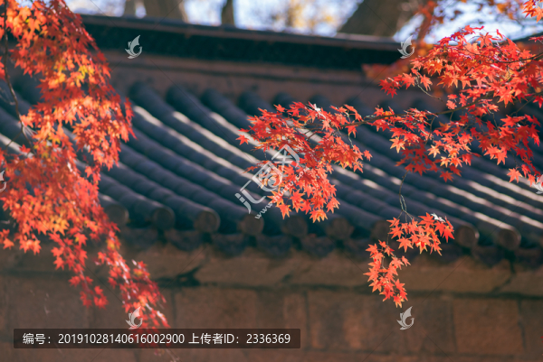 秋天的楓葉