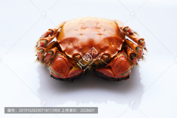 大閘蟹1