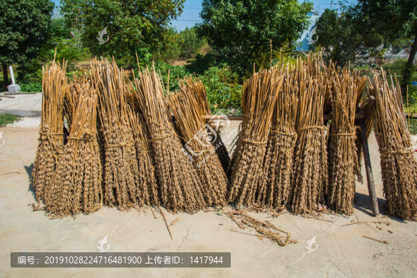 農(nóng)村曬芝麻