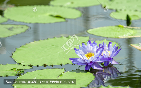 蓮花池