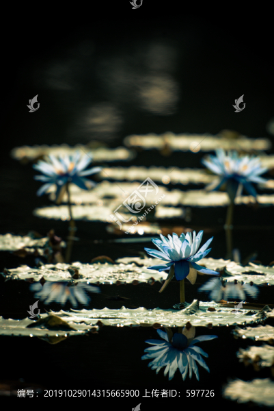 藍蓮花