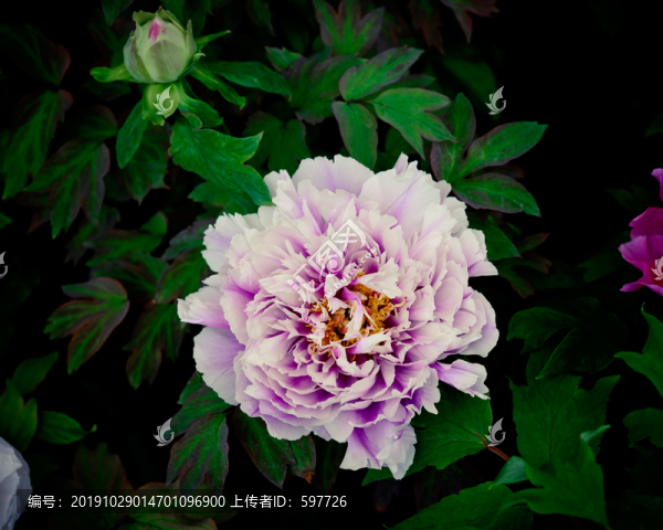 唯美牡丹花