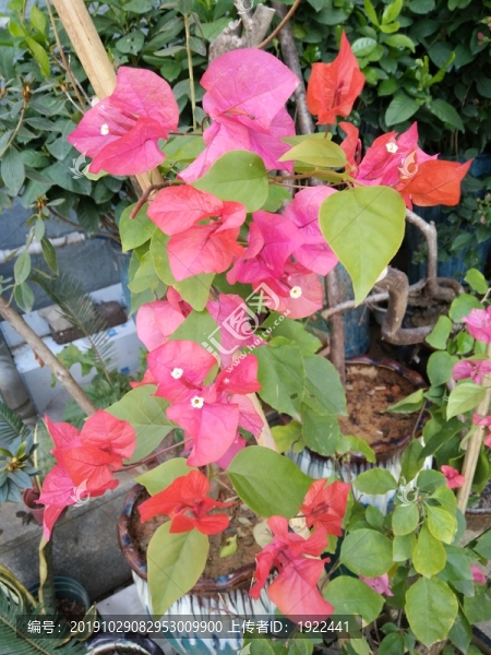 葉子花三角梅