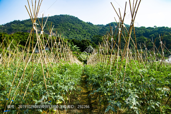 菜園