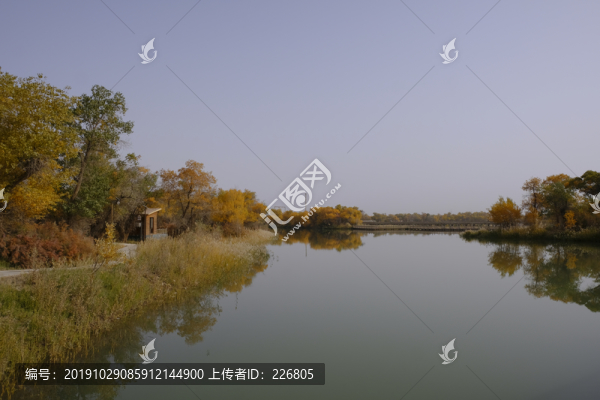 巴楚胡楊