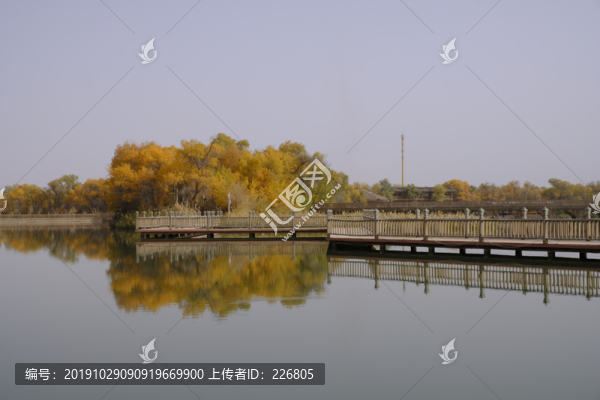 水中胡楊