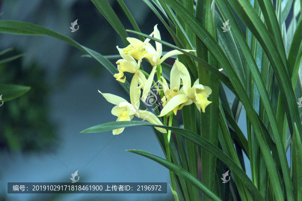 一株蘭花