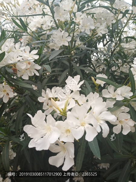 夾竹桃花