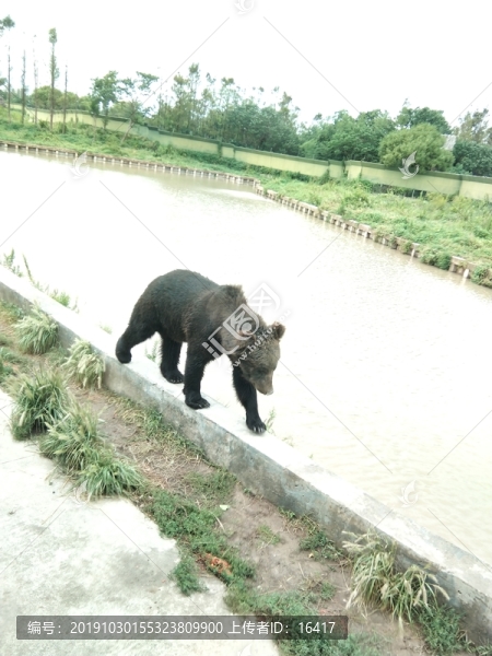 黑熊