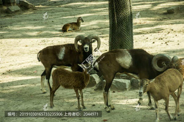 野山羊綿羊