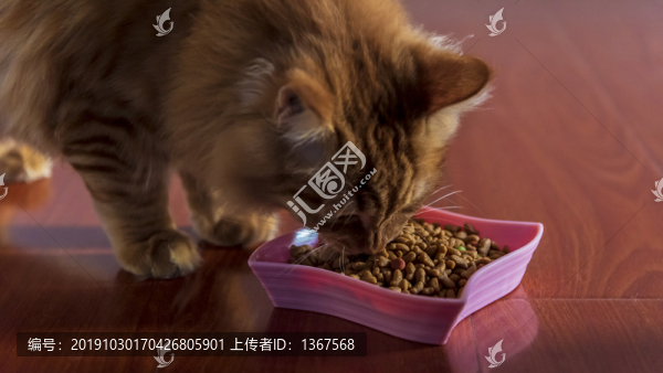 貓糧