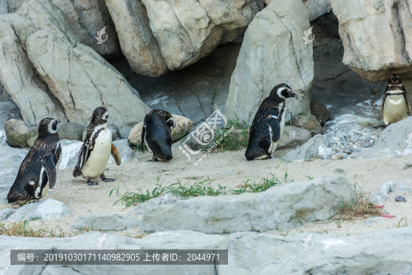 企鵝