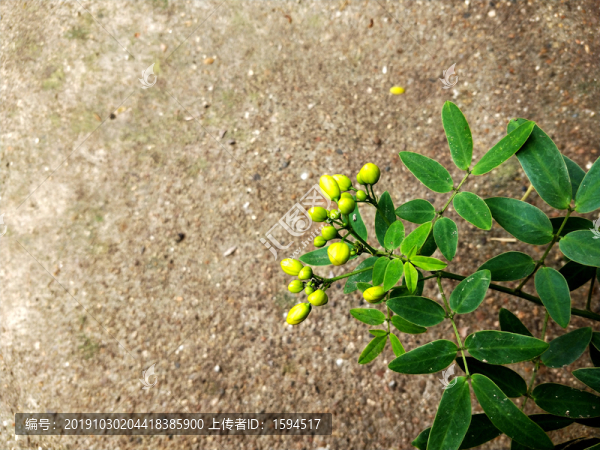 黃色花苞雙莢決明
